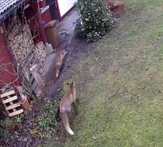 Füchse im Garten